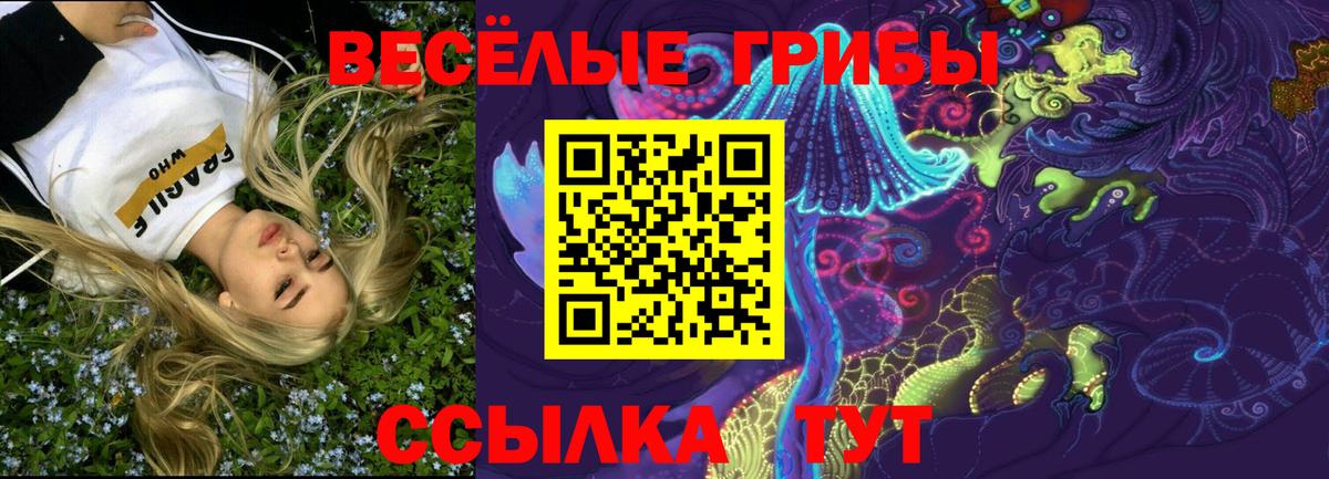 Псилоцибиновые грибы прущие грибы  Вход с VPN  Выборг  Псилоцибиновые грибы GOLDEN TEACHER 